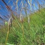 Tristachya leucothrix Fruto