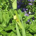 Sisyrinchium striatum Flower