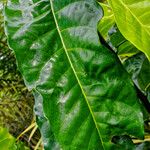 Treculia africana Folha