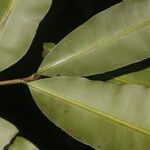 Elvasia elvasioides Leaf