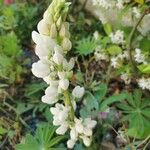 Lupinus albus Цвят