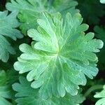 Geranium molle Folha