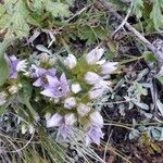 Gentianella ramosa Flor