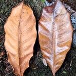 Coelocaryon preussii Hoja