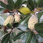 Magnolia grandiflora Fruit