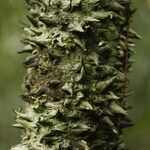 Lacmellea aculeata Lubje