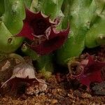 Huernia macrocarpa Lapas