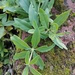 Rubia tinctorum Leaf