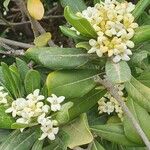 Pittosporum heterophyllumफूल