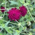 Knautia macedonica പുഷ്പം