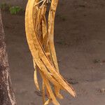 Markhamia obtusifolia Fruit