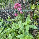 Centranthus spp. Flor