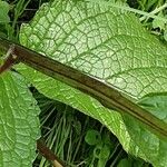 Verbascum chaixii Leaf