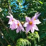 Dahlia imperialis Flor