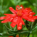 Silene laciniata Flower