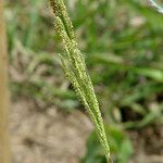 Paspalum urvillei Fruit