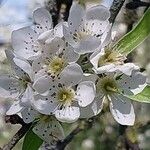 Pyrus salicifolia Flower