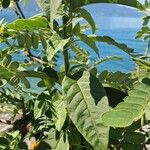 Cestrum elegans Yaprak