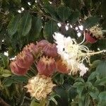 Lafoensia acuminata Λουλούδι