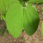 Bauhinia acuminata Blad