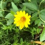 Heliopsis helianthoidesFlower