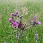 Cirsium palustreപുഷ്പം