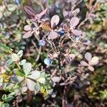 Vaccinium uliginosum Fuelha