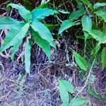 Rubrivena polystachya Blad