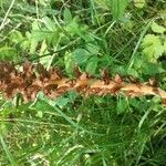 Orobanche elatior Floare