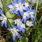 Chionodoxa forbesii Λουλούδι