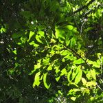 Coelocaryon preussii Hoja