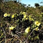 Hibbertia nana ᱛᱟᱦᱮᱸ