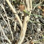 Junellia spathulata Φλοιός