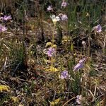 Pinguicula caerulea Habit