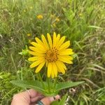 Silphium perfoliatumFlower