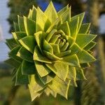 Araucaria araucana Leaf