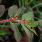 Euphorbia parviflora Hábito