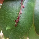 Soulamea trifoliata Leaf