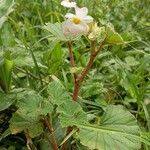 Begonia fischeri Агульны выгляд