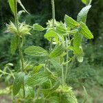 Stachys annua Habit