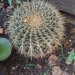 Echinocactus grusonii 葉