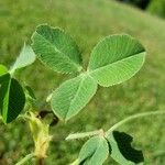 Trifolium fragiferum Blad