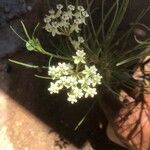 Asclepias verticillata फूल