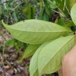 Duguetia riparia Leaf