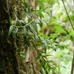 Angraecum ramosum Habitus