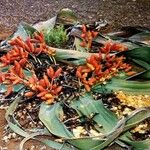 Welwitschia mirabilis Flors