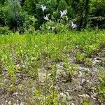 Campanula patula subsp. abietina