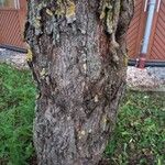 Koelreuteria paniculata Bark