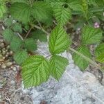 Rubus pruinosus পাতা