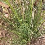 Haplophyllum linifolium Leaf